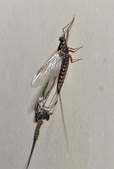 Leptophlebia cupida