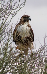 Buteo jamaicensis