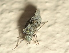 Nimbopsocus australis