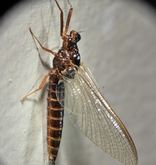 Leptophlebia cupida
