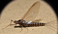 Leptophlebia cupida