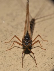 Leptophlebia cupida