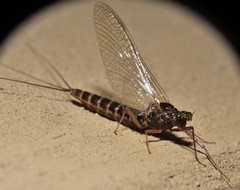 Leptophlebia cupida