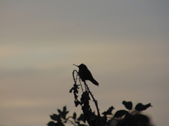 Sephanoides sephaniodes