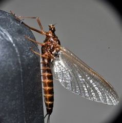 Leptophlebia cupida