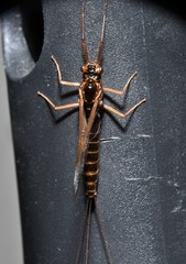 Leptophlebia cupida