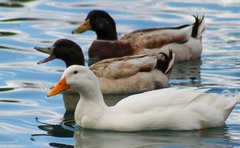 Anas platyrhynchos domesticus