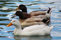 Anas platyrhynchos domesticus