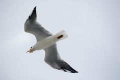 Chroicocephalus ridibundus