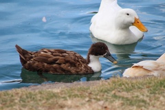 Anas platyrhynchos domesticus