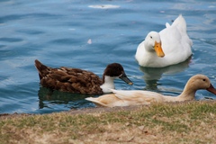 Anas platyrhynchos domesticus