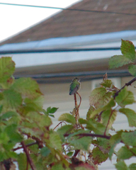 Sephanoides sephaniodes