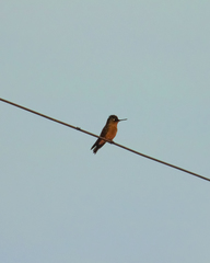 Sephanoides sephaniodes