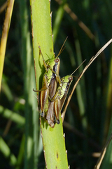 Scotussa impudica
