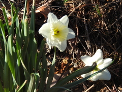 Narcissus × incomparabilis