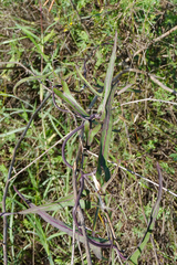 Araujia angustifolia