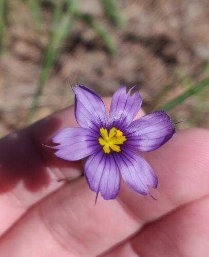Blue-eyed Grass