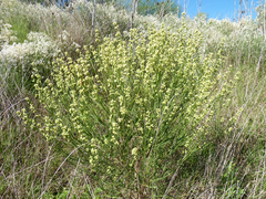 Baccharis spicata