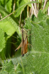 Amblytropidia australis