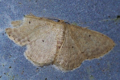 Idaea sakuraii