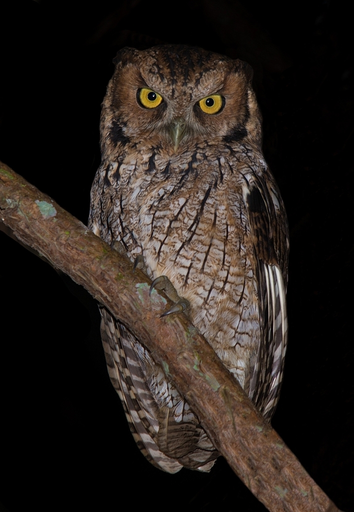 Long-tufted Screech-Owl photo
