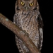 Long-tufted Screech-Owl - Photo (c) Luciano Bernardes, some rights reserved (CC BY-NC), uploaded by Luciano Bernardes