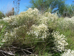 Baccharis notosergila