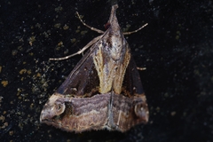 Hypena indicatalis