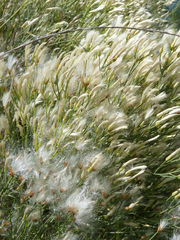 Baccharis notosergila