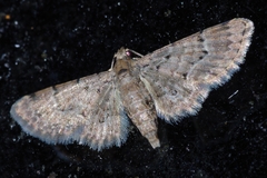 Bosara kadooriensis