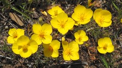 Eschscholzia lobbii