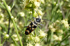 Megacyllene mellyi