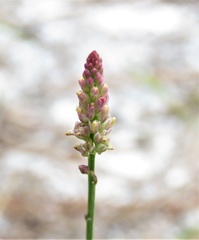 Polygala leptostachys