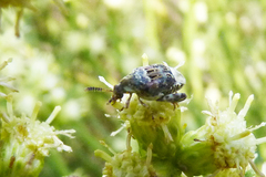 Penthobruchus germaini