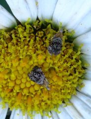 Tebenna gnaphaliella