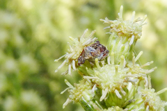 Penthobruchus germaini