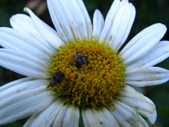 Tebenna gnaphaliella