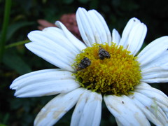 Tebenna gnaphaliella