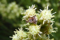 Penthobruchus germaini