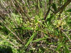 Cissus palmata