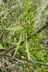 Cissus palmata