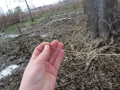 Eragrostis capillaris