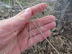 Eragrostis capillaris
