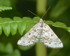 Eufidonia discospilata