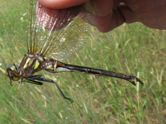 Somatochlora hineana