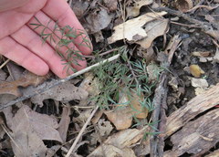 Perideridia americana