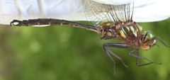 Somatochlora hineana