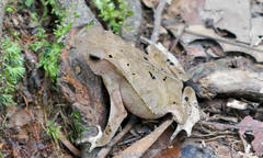 Rhinella dapsilis