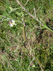 Araujia angustifolia
