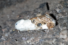 Tarache toddi